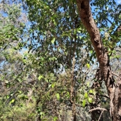 Ligustrum lucidum (Large-leaved Privet) at Fadden, ACT - 9 Sep 2024 by LPadg