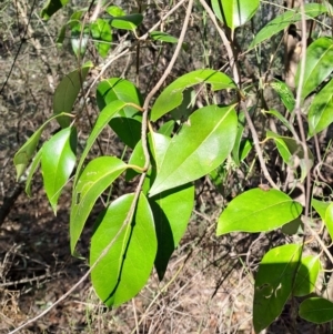 Ligustrum lucidum at Fadden, ACT - 9 Sep 2024