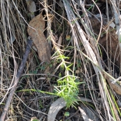 Stellaria pungens (Prickly Starwort) at Fadden, ACT - 9 Sep 2024 by LPadg