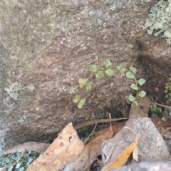 Asplenium flabellifolium (Necklace Fern) at Fadden, ACT - 9 Sep 2024 by LPadg