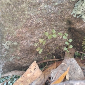 Asplenium flabellifolium at Fadden, ACT - 9 Sep 2024