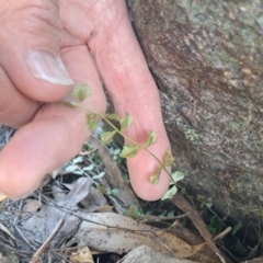 Asplenium flabellifolium at Fadden, ACT - 9 Sep 2024 10:26 AM