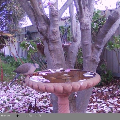 Spilopelia chinensis (Spotted Dove) at North Albury, NSW - 8 Sep 2024 by Darcy