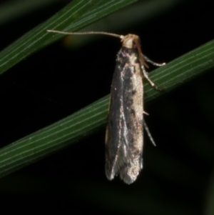 Hoplostega ochroma at Freshwater Creek, VIC - 1 May 2021