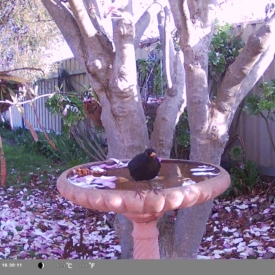 Turdus merula (Eurasian Blackbird) at North Albury, NSW - 8 Sep 2024 by Darcy