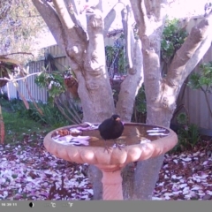 Turdus merula at North Albury, NSW - suppressed