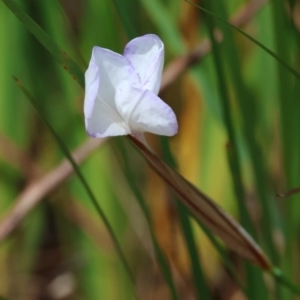 Patersonia glabrata at Moruya, NSW - suppressed