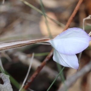 Patersonia glabrata at Moruya, NSW - suppressed