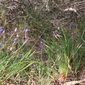 Patersonia glabrata at Moruya, NSW - suppressed