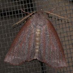 Paralaea porphyrinaria (Chestnut Vein Crest Moth) at Freshwater Creek, VIC - 10 May 2021 by WendyEM