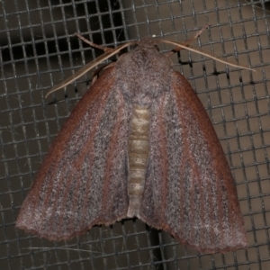 Paralaea porphyrinaria at Freshwater Creek, VIC - 10 May 2021