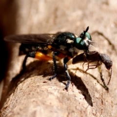 Laphria sp. (Robber fly) at Moruya, NSW - 8 Sep 2024 by LisaH