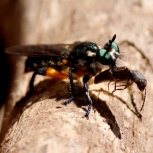 Laphria sp. at suppressed - suppressed