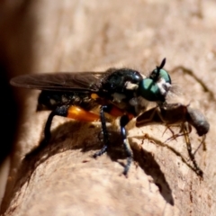 Laphria sp. at suppressed - suppressed