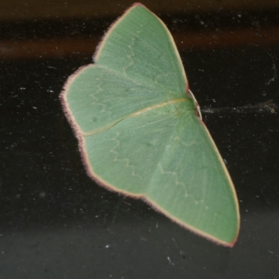 Chlorocoma dichloraria (Guenee's or Double-fringed Emerald) at Freshwater Creek, VIC - 10 May 2021 by WendyEM