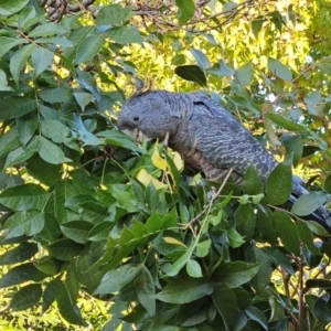 Callocephalon fimbriatum at Cook, ACT - suppressed