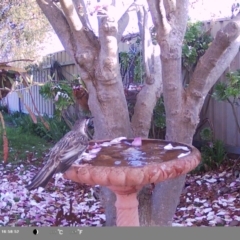 Anthochaera carunculata (Red Wattlebird) at North Albury, NSW - 8 Sep 2024 by Darcy