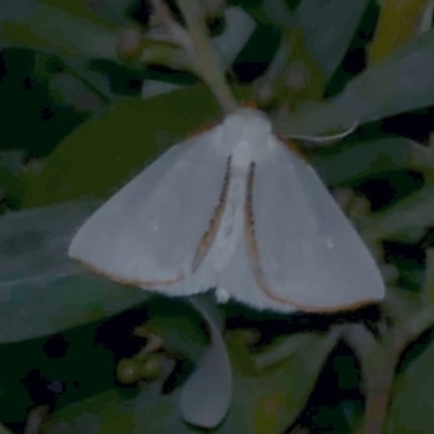 Thalaina selenaea (Orange-rimmed Satin Moth) at Freshwater Creek, VIC - 1 May 2021 by WendyEM