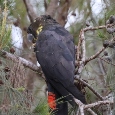 Calyptorhynchus lathami lathami (Glossy Black-Cockatoo) at Moruya, NSW - 5 Sep 2024 by LisaH