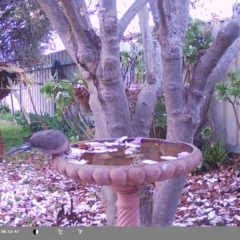 Spilopelia chinensis (Spotted Dove) at North Albury, NSW - 8 Sep 2024 by Darcy