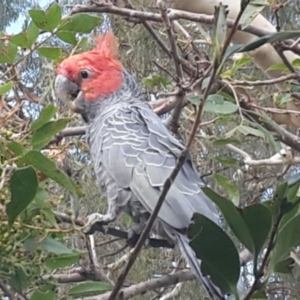 Callocephalon fimbriatum at Cook, ACT - 23 Feb 2020