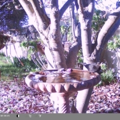 Turdus merula (Eurasian Blackbird) at North Albury, NSW - 8 Sep 2024 by Darcy