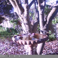 Turdus merula at North Albury, NSW - suppressed