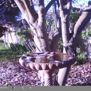 Turdus merula at North Albury, NSW - suppressed