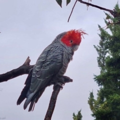 Callocephalon fimbriatum (Gang-gang Cockatoo) at Cook, ACT - 16 Apr 2023 by Jennybach