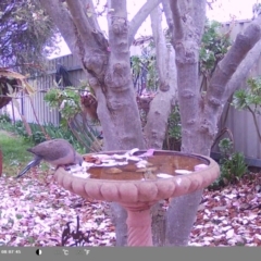 Spilopelia chinensis (Spotted Dove) at North Albury, NSW - 9 Sep 2024 by Darcy