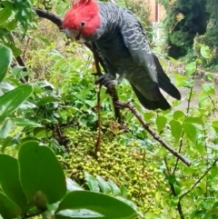 Callocephalon fimbriatum (Gang-gang Cockatoo) at Cook, ACT - 16 Apr 2023 by Jennybach