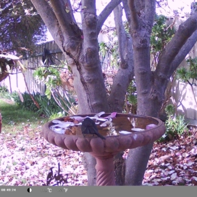 Rhipidura leucophrys (Willie Wagtail) at North Albury, NSW - 9 Sep 2024 by Darcy