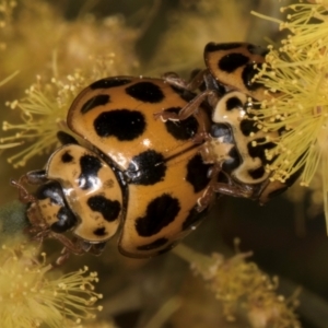 Harmonia conformis at Melba, ACT - 7 Sep 2024