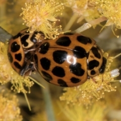 Harmonia conformis at Melba, ACT - 7 Sep 2024