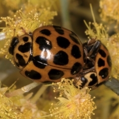 Harmonia conformis at Melba, ACT - 7 Sep 2024