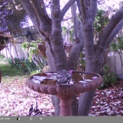 Anthochaera carunculata (Red Wattlebird) at North Albury, NSW - 8 Sep 2024 by Darcy