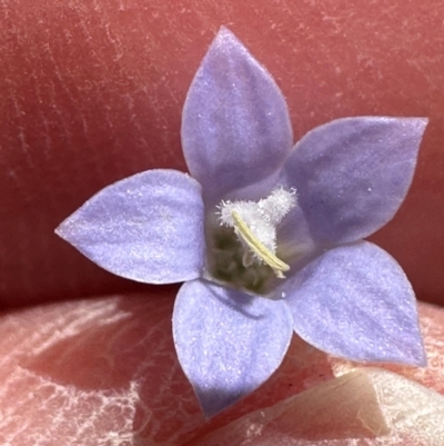 Wahlenbergia capillaris at Kangaroo Valley, NSW - 9 Sep 2024 by lbradley