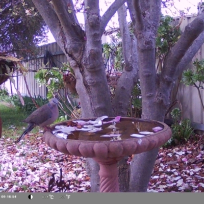 Spilopelia chinensis (Spotted Dove) at North Albury, NSW - 9 Sep 2024 by Darcy