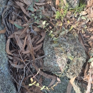 Veronica perfoliata at Fadden, ACT - 9 Sep 2024