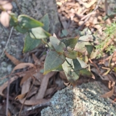 Veronica perfoliata at Fadden, ACT - 9 Sep 2024