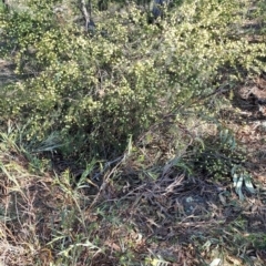 Acacia ulicifolia (Prickly Moses) at Fadden, ACT - 9 Sep 2024 by LPadg