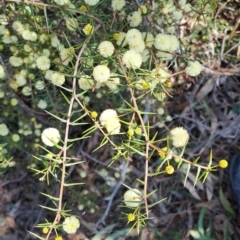 Acacia ulicifolia at Fadden, ACT - 9 Sep 2024