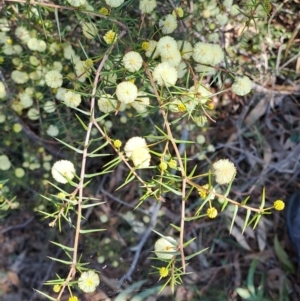 Acacia ulicifolia at Fadden, ACT - 9 Sep 2024 11:24 AM