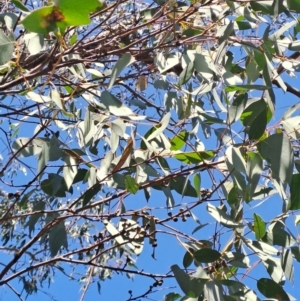 Eucalyptus dives at Richardson, ACT - 9 Sep 2024