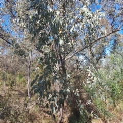 Eucalyptus dives at Richardson, ACT - 9 Sep 2024