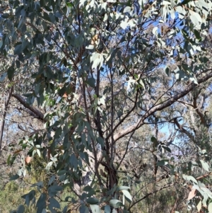 Eucalyptus dives at Richardson, ACT - 9 Sep 2024