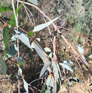 Eucalyptus dives at Richardson, ACT - 9 Sep 2024