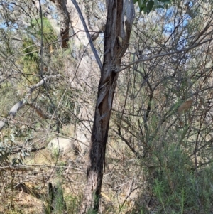 Eucalyptus dives at Richardson, ACT - 9 Sep 2024 11:16 AM