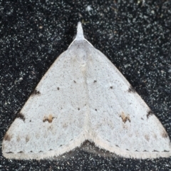 Dichromodes estigmaria (Pale Grey Heath Moth) at Rosedale, NSW - 7 Sep 2024 by jb2602