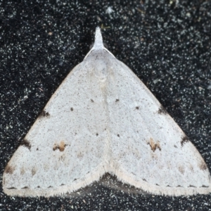 Dichromodes estigmaria at Rosedale, NSW - 8 Sep 2024